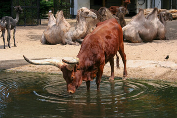 By the pond, a bull with lengthy horns quenches its thirst
