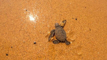 Baby turtle left the nest ,Sao Tome,Africa
