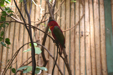 A beautiful red and blue parrot was sitting on a branch