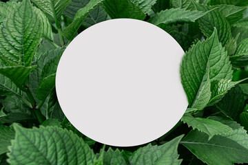 Green leaves background layout with white round corners shape. Nature concept