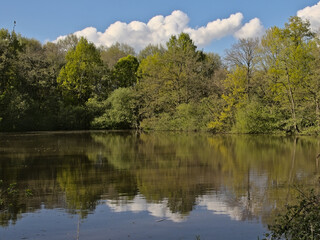 Pool in a sunny fresh green spring forest in in Blaasveldbroeknature reserve, Willebroek, Belgium 