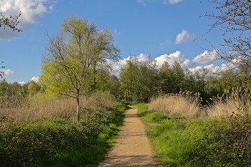 Hiking trail in the pine forest on a cloudy summer day in Ardennes, Wallonia, Belgium 