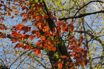  sunny red spring foliage of a european beech - Fagus sylvatica.