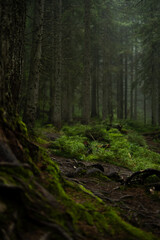 Misty forest with tall trees and a moss-covered forest floor