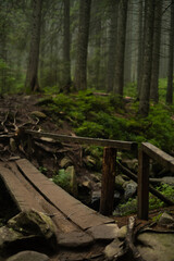 A wooden bridge in a misty forest with tall trees and green foliage