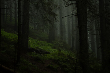 Obraz premium Dark, misty forest with dense trees and lush green undergrowth
