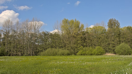 Meadow and fresh green spring forest in Het Broek nature reserve, Willebroek, Flanders, Belgium 