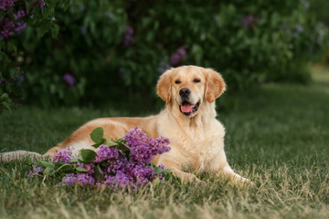 Golden Retriever dog in the spring with a bouquet of lilacs on a walk