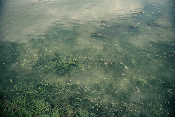 seaweed in the sea water