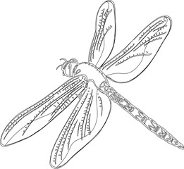 Sketch illustration vector detailed design drawing of dragonfly flying insect animal with wide wings