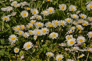 Daisies and clover in a green lawn, overhead view - Bellis perennis 