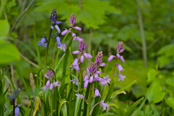 Purple bluebell flowers, seletive focus - Hyacinthoides 