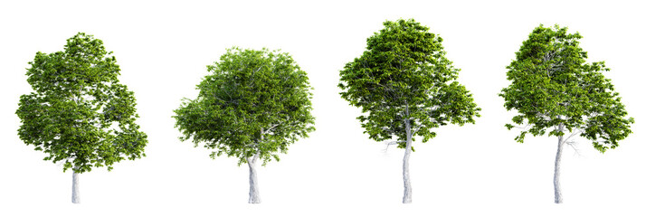 Set of red hickory tree isolated on transparent background. 3D render.