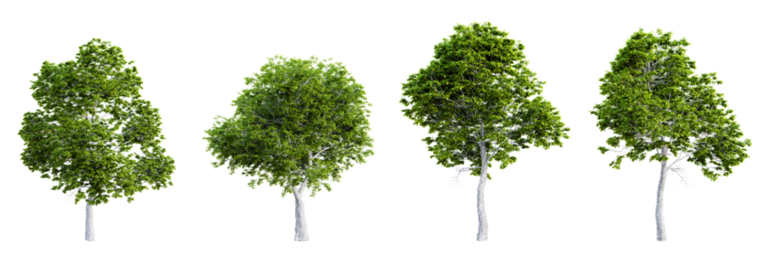 Set of red hickory tree isolated on transparent background. 3D render.