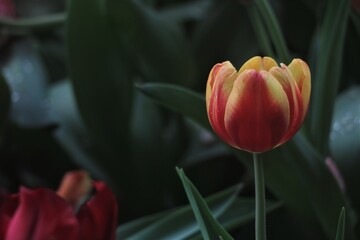 Tulip red yellow white pink flower buds corm garden flowers spring floral art horticultural screensa