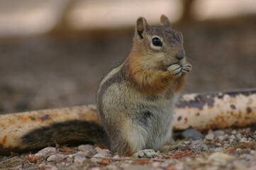 a squirrel eating nuts on the ground in front of a log