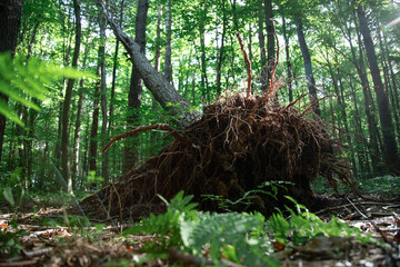 Fallen trunk of a tree with roots in summer forest . Low angle view