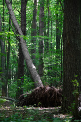 Fallen trunk of a tree with roots in summer forest . Vertical shot
