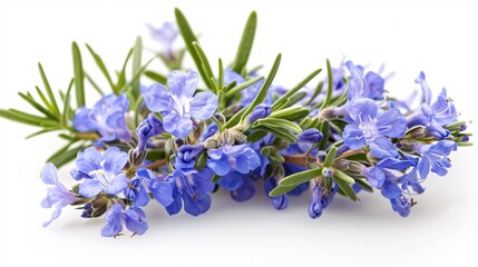 White background with isolated blue rosemary blooms.