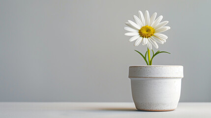 Single Daisy in Small Ceramic Pot