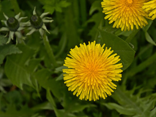 Bright yellow dandelion flowers in a green meadow - Taraxacum 