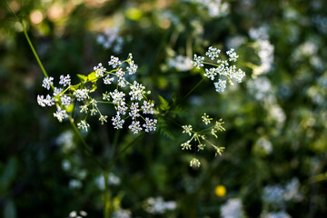 nature 11