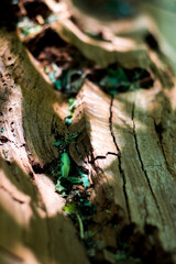nature 9
