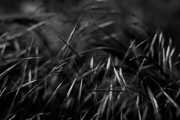 nature 07