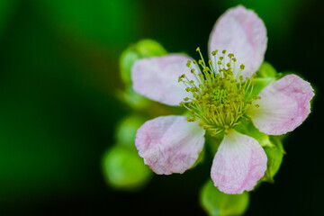 macro 28