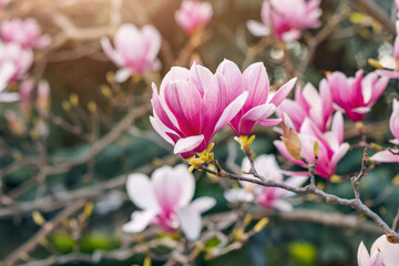 Close-up: Delicate magnolia flowers in vibrant colors.