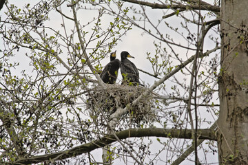 Couple of cormorants sitting in the nest in a tree with sprouting spring leafs on a cloudy sky in Blaasveldbroek nature reserve, Willebroek, Belgium - Phalacrocoracidae 