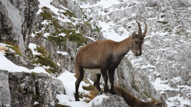Alpine Ibex Mother With Baby Standing on Rocky Summit of European Alps - Capra Ibex, Kriski Podi, Julian Alps, Triglav National Park, Slovenia, European Alps