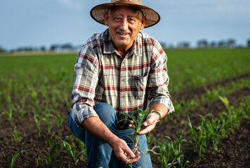 Portrait of senior farmer in corn field looking at camera holding crop in hands at sunset.