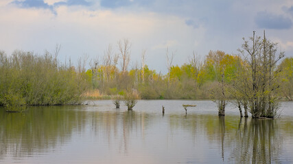 Lake with fresh green spring trees, shrubs, reed and cloudy sky reflecting in the water in Het Broek nature reserve, Willebroek, Flanders, Belgium