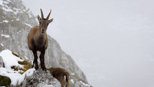 Female Alpine Ibex With her Offspring Standing on a cliff of Slovene European Alps  - Capra Ibex, Kriski Podi, Julian Alps, Triglav National Park, Slovenia, European Alps