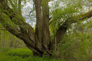 Old willow tree with multiple trunks and fresh green spring leaves