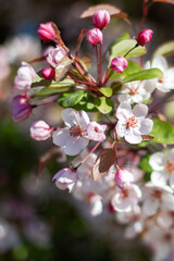 Obraz premium Cherry blossom tree blooming with a building in the background