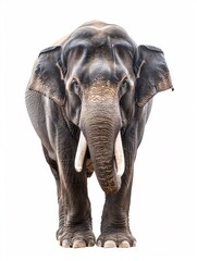 Fototapeta premium An unconnected Asian bull elephant on a blank backdrop.