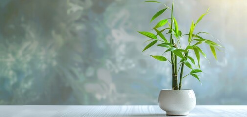 Lucky bamboo plant in a minimalist setting, soft natural light, detailed leaves serene ambiance, centered composition 