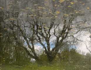Water surface with reflection of bare tree and blue sky with clouds. 