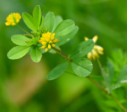 Beautiful close-up of trifolium dubium