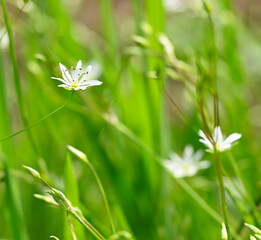 Beautiful close-up of stellaria graminea