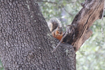 Chihuahua Red Fox Squirrel perched in a tree gazing downward