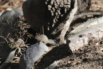 Close-up shot of a Chipmonk on a rock