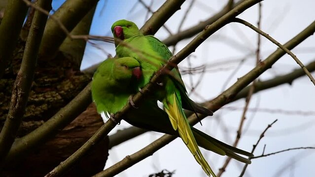 Green Parrots