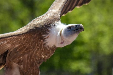 view of a vulture during a bird show
