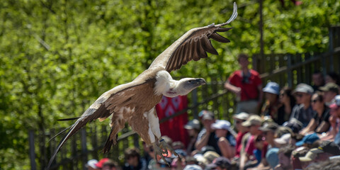 view of a vulture during a bird show