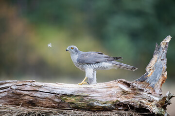 A hawk standing on an old stump looking at a flying feather on a colorful autumn background