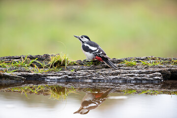 A woodpecker at the edge of the water and its reflection