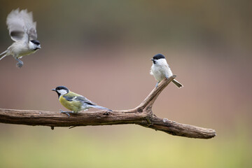 Three little birds and a stick on a colorful background